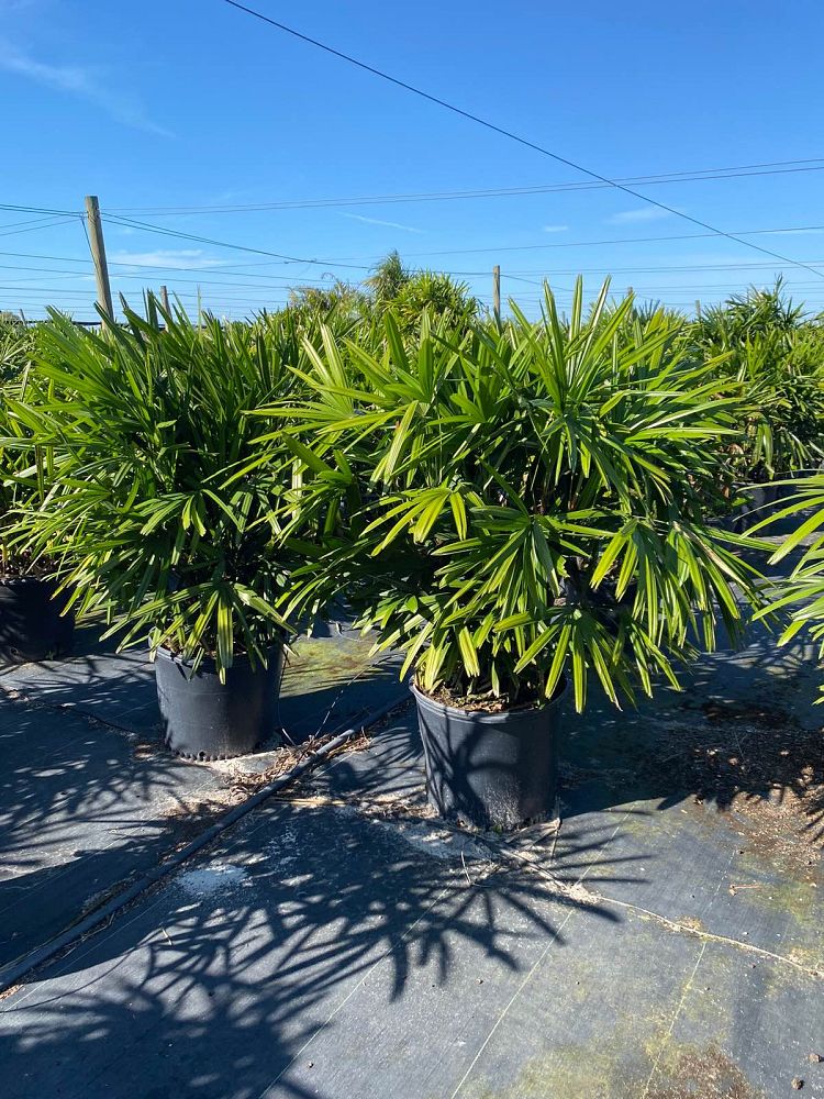 rhapis-excelsa-lady-palm