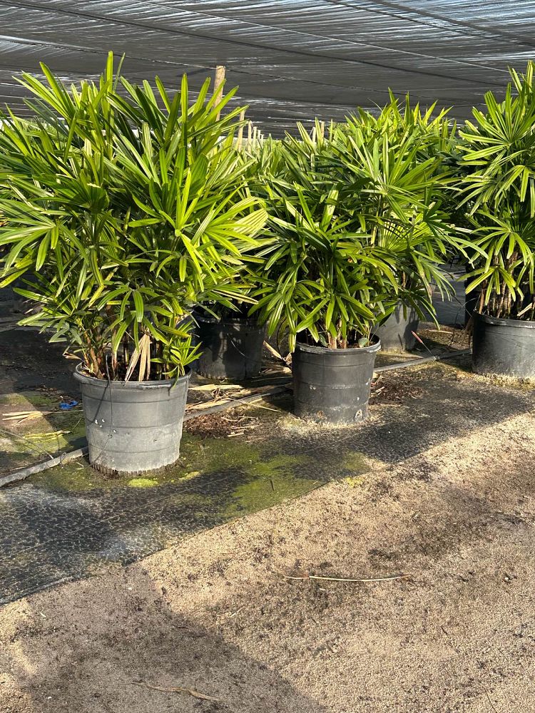 rhapis-excelsa-lady-palm