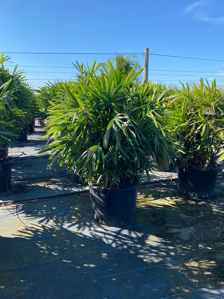 rhapis-excelsa-lady-palm