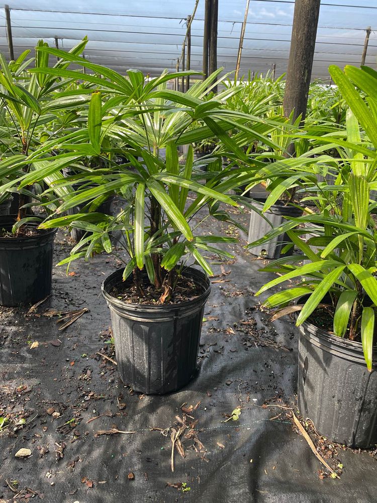rhapis-excelsa-lady-palm