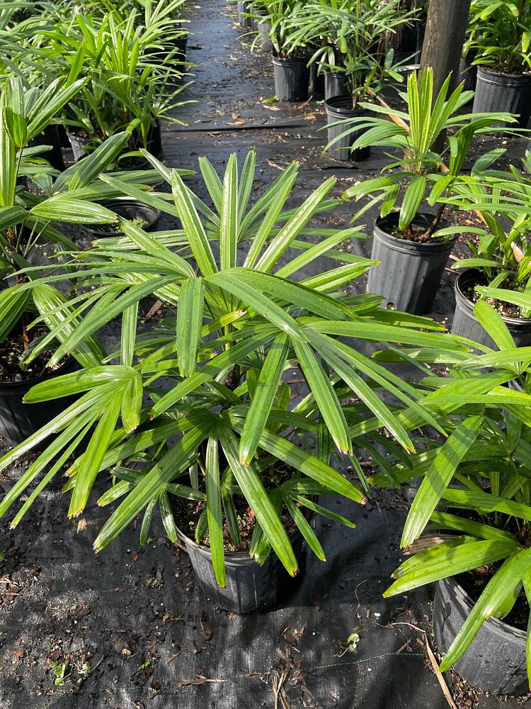 rhapis-excelsa-lady-palm