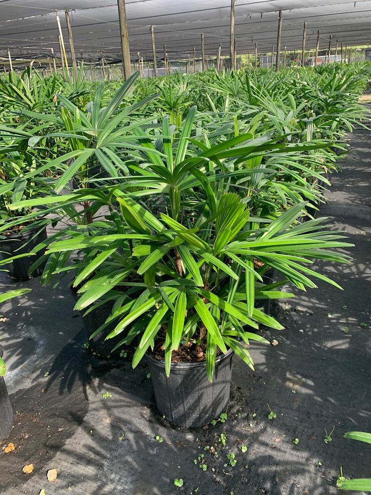 rhapis-excelsa-lady-palm