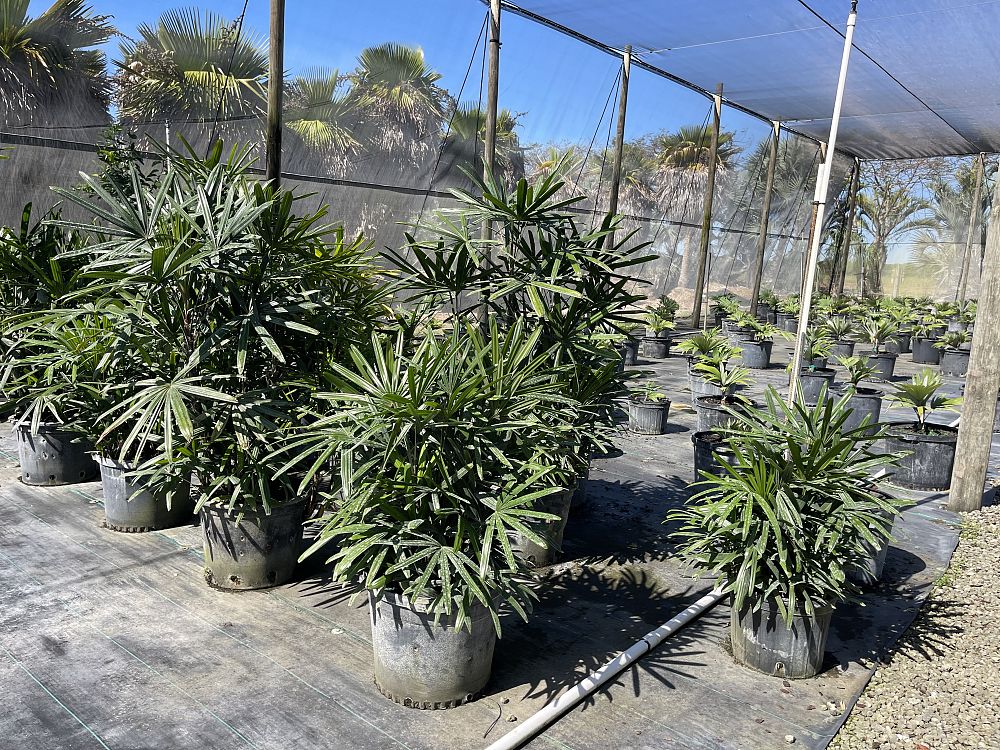 rhapis-excelsa-lady-palm