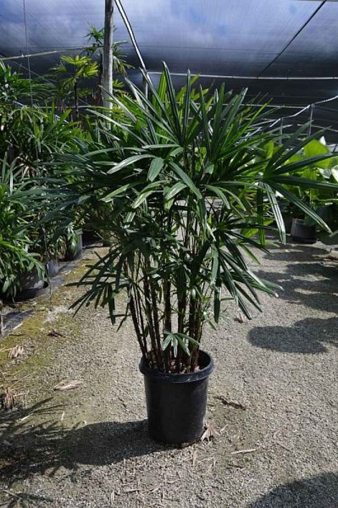 rhapis-excelsa-lady-palm