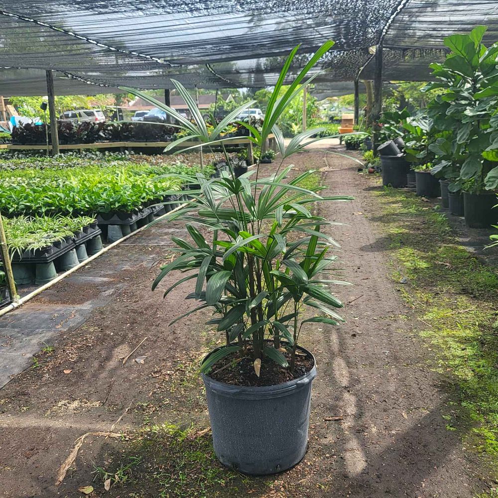 rhapis-excelsa-lady-palm