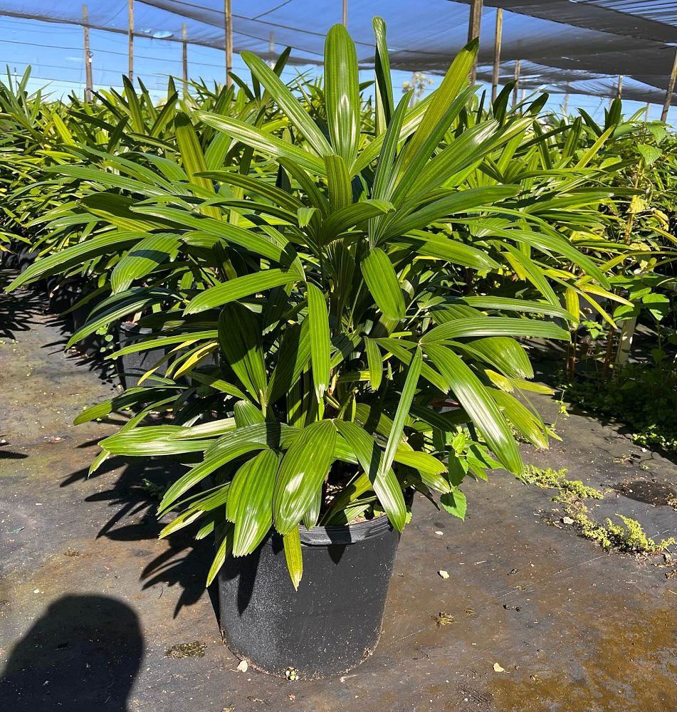 rhapis-excelsa-lady-palm
