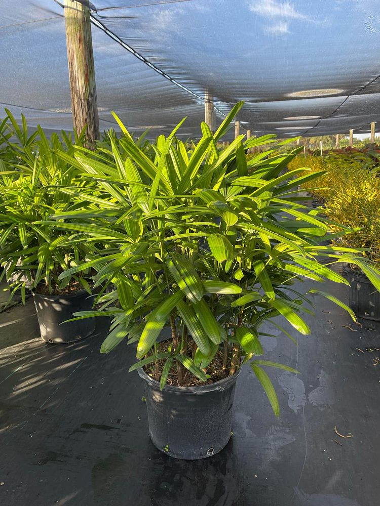 rhapis-excelsa-lady-palm