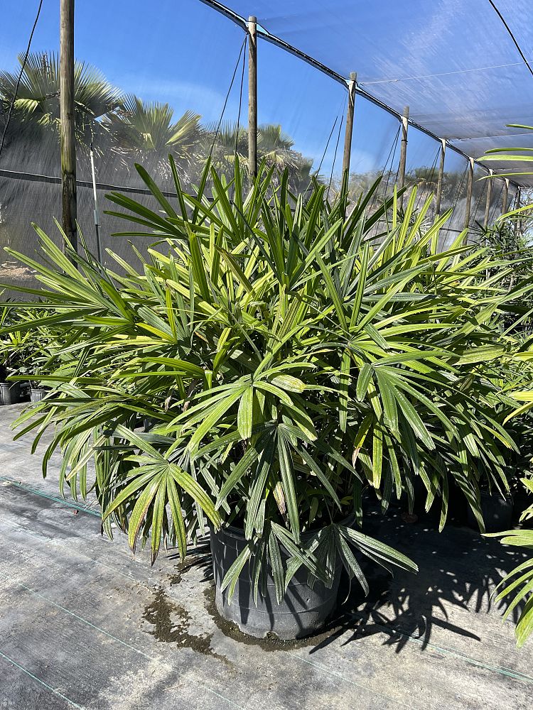 rhapis-excelsa-lady-palm