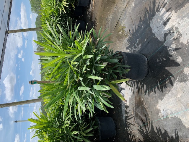 rhapis-excelsa-lady-palm