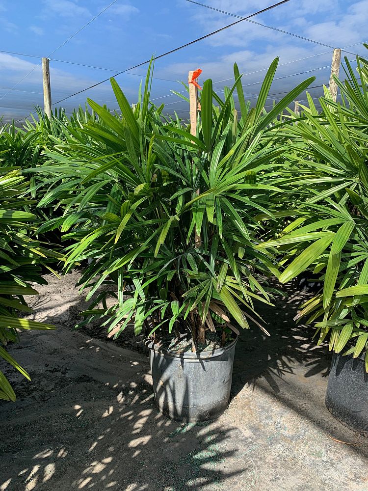 rhapis-excelsa-lady-palm