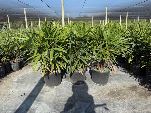 rhapis-excelsa-lady-palm