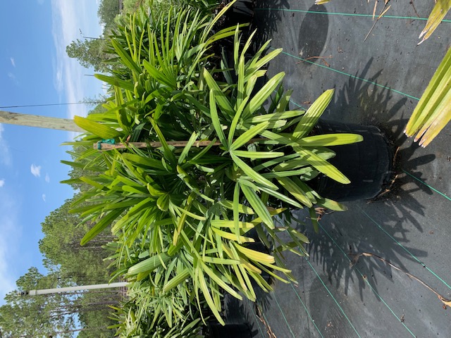rhapis-excelsa-lady-palm