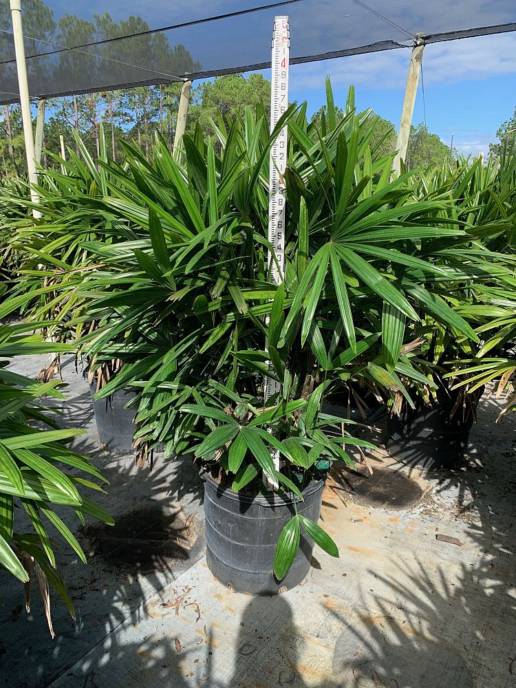 rhapis-excelsa-lady-palm