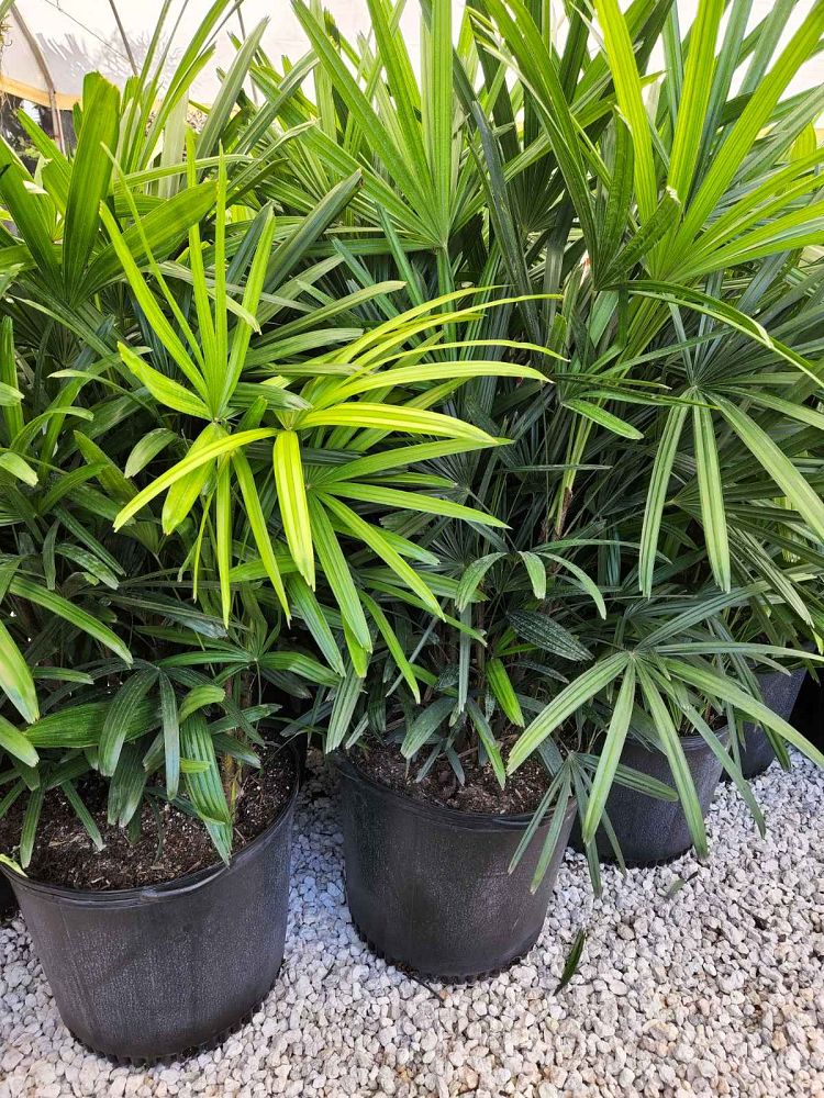 rhapis-excelsa-lady-palm
