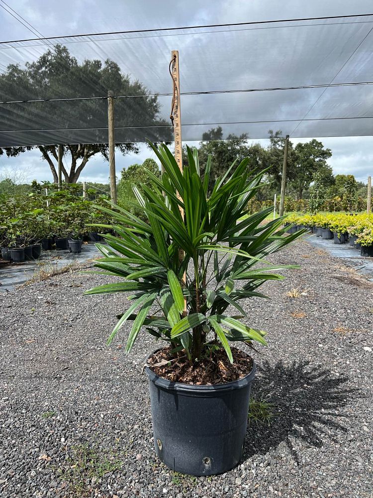 rhapis-excelsa-lady-palm