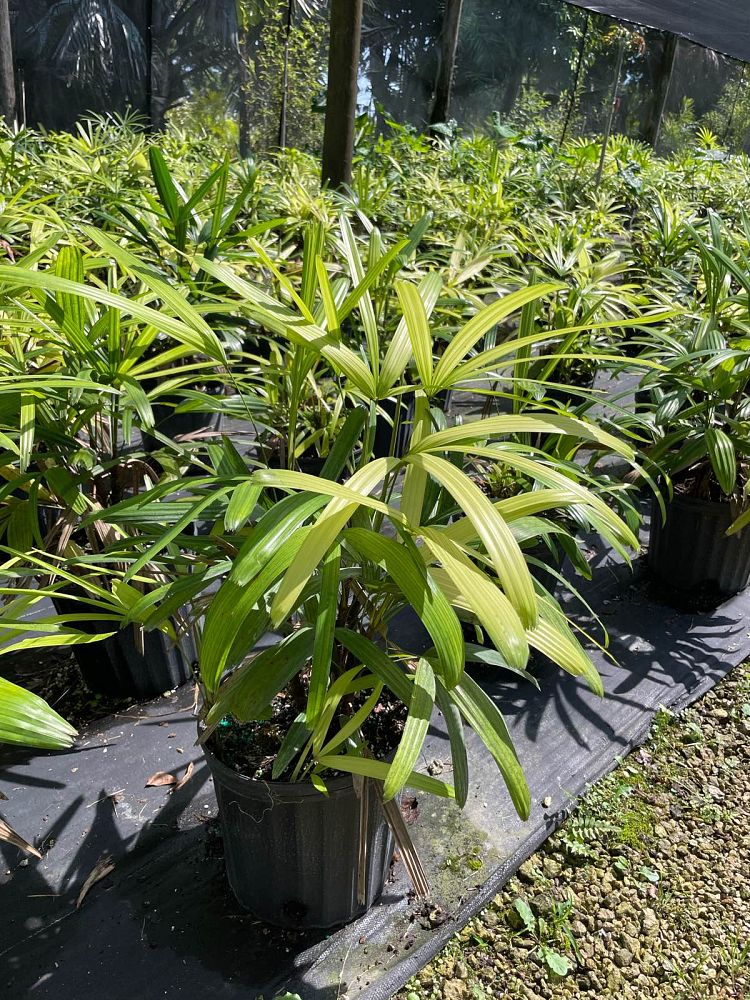 rhapis-excelsa-lady-palm