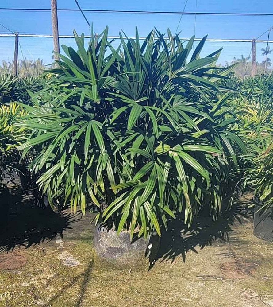 rhapis-excelsa-lady-palm