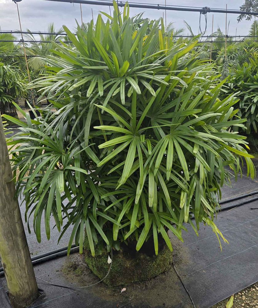 rhapis-excelsa-lady-palm