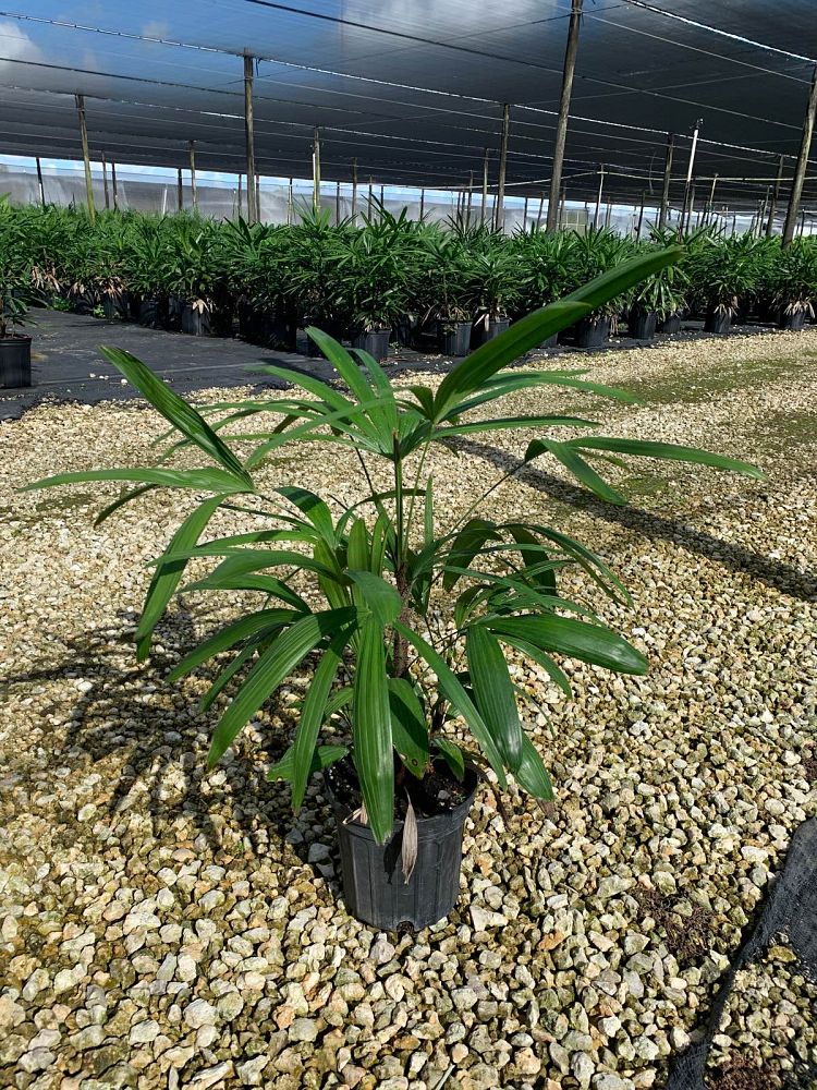 rhapis-excelsa-lady-palm