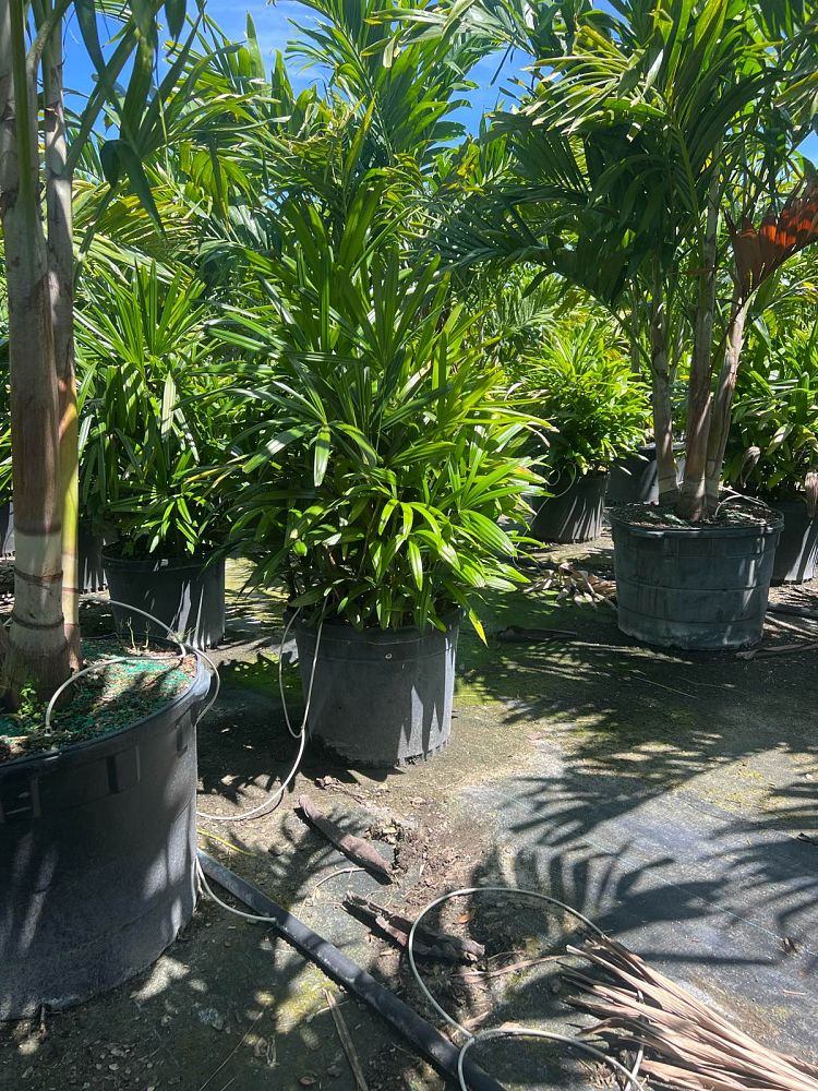 rhapis-excelsa-lady-palm