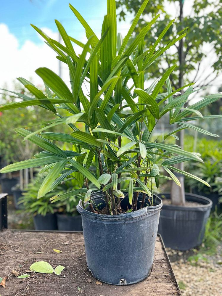 rhapis-excelsa-lady-palm