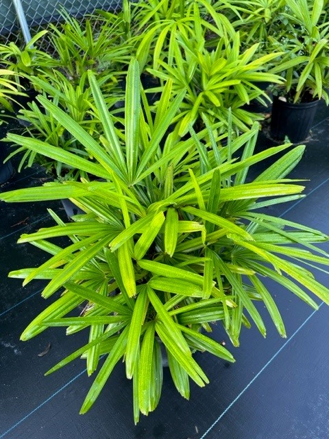 rhapis-excelsa-lady-palm