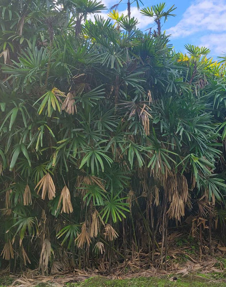rhapis-excelsa-lady-palm
