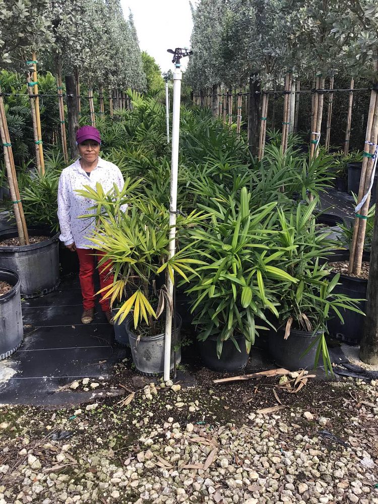 rhapis-excelsa-lady-palm