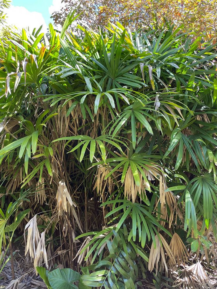 rhapis-excelsa-lady-palm