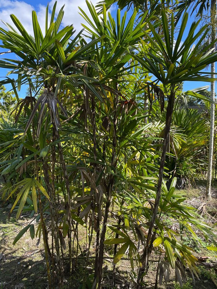 rhapis-excelsa-lady-palm