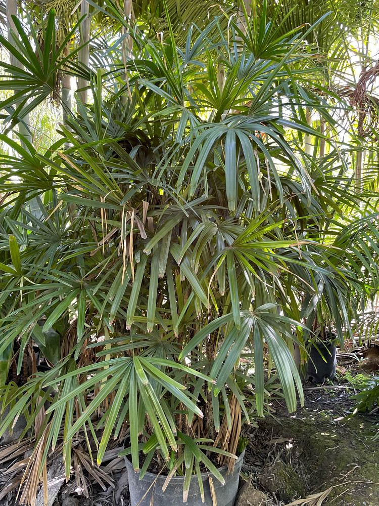 rhapis-excelsa-lady-palm