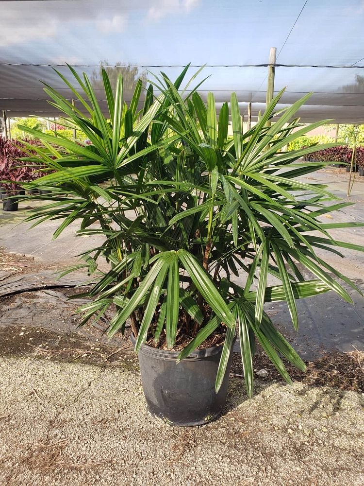 rhapis-excelsa-lady-palm