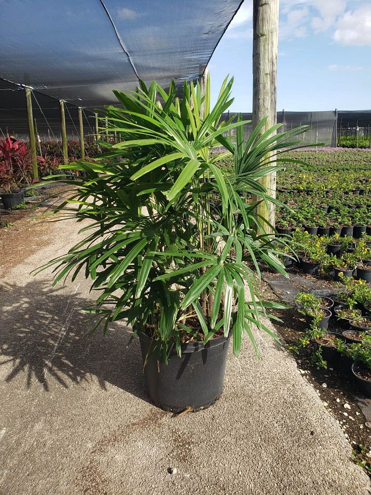 rhapis-excelsa-lady-palm
