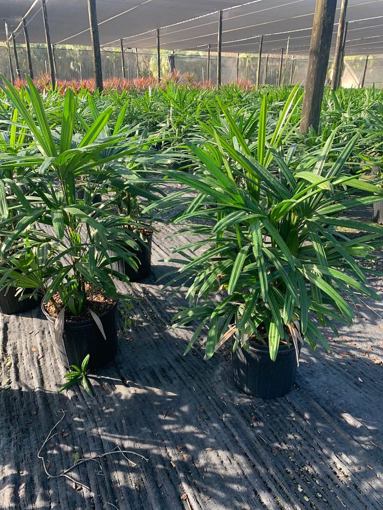 rhapis-excelsa-lady-palm