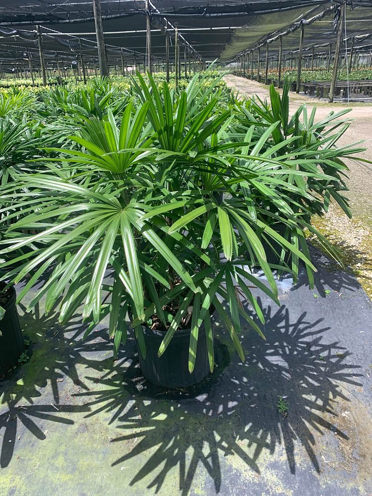 rhapis-excelsa-lady-palm