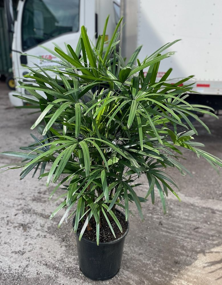 rhapis-excelsa-lady-palm