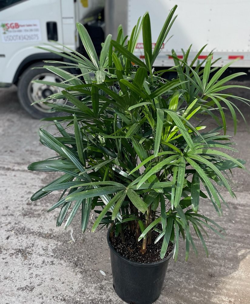 rhapis-excelsa-lady-palm