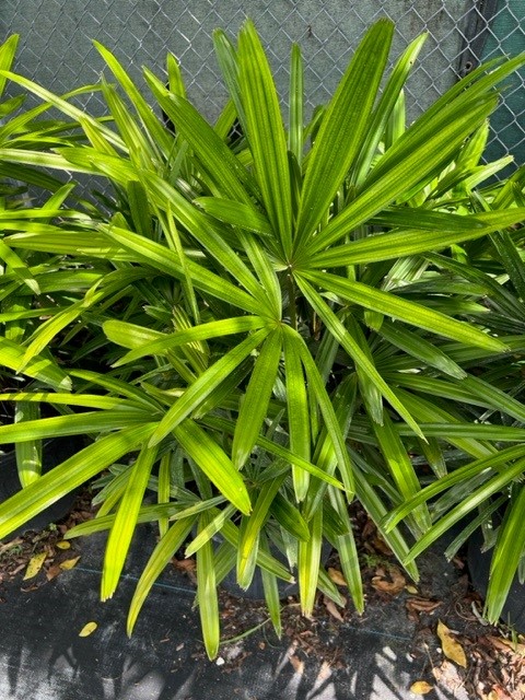 rhapis-excelsa-lady-palm