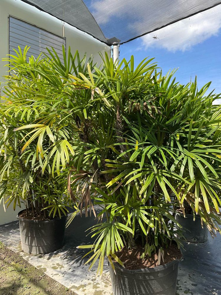 rhapis-excelsa-lady-palm
