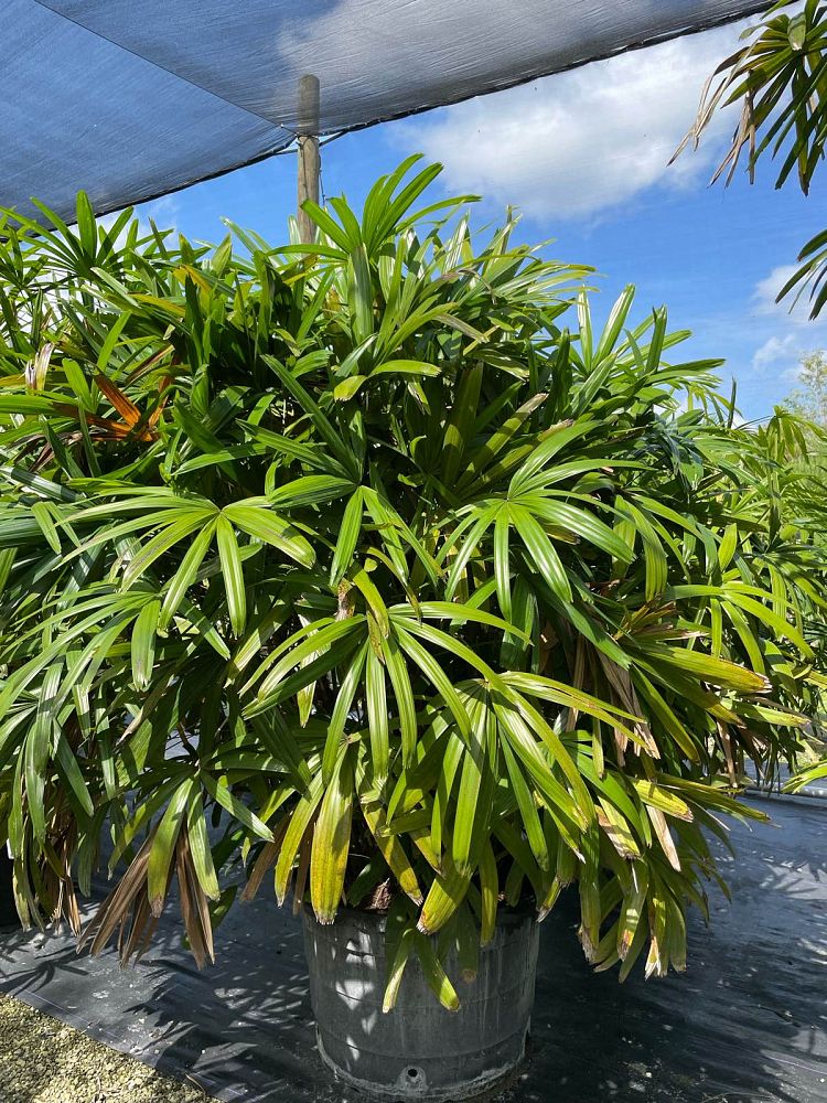 rhapis-excelsa-lady-palm