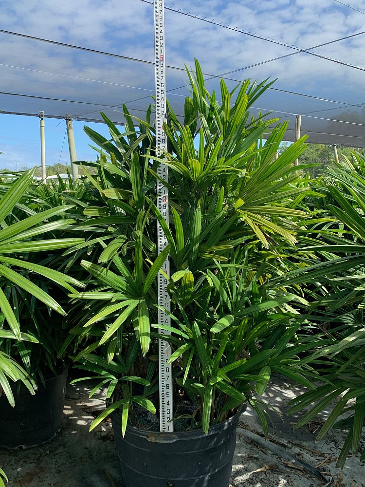 rhapis-excelsa-lady-palm