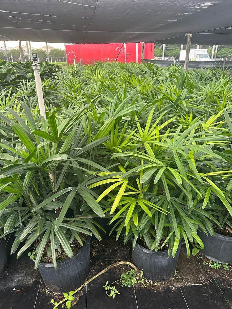 rhapis-excelsa-lady-palm