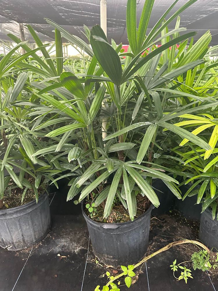 rhapis-excelsa-lady-palm