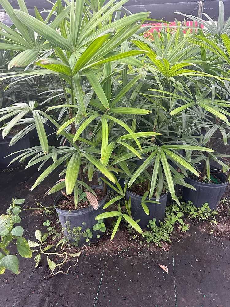 rhapis-excelsa-lady-palm