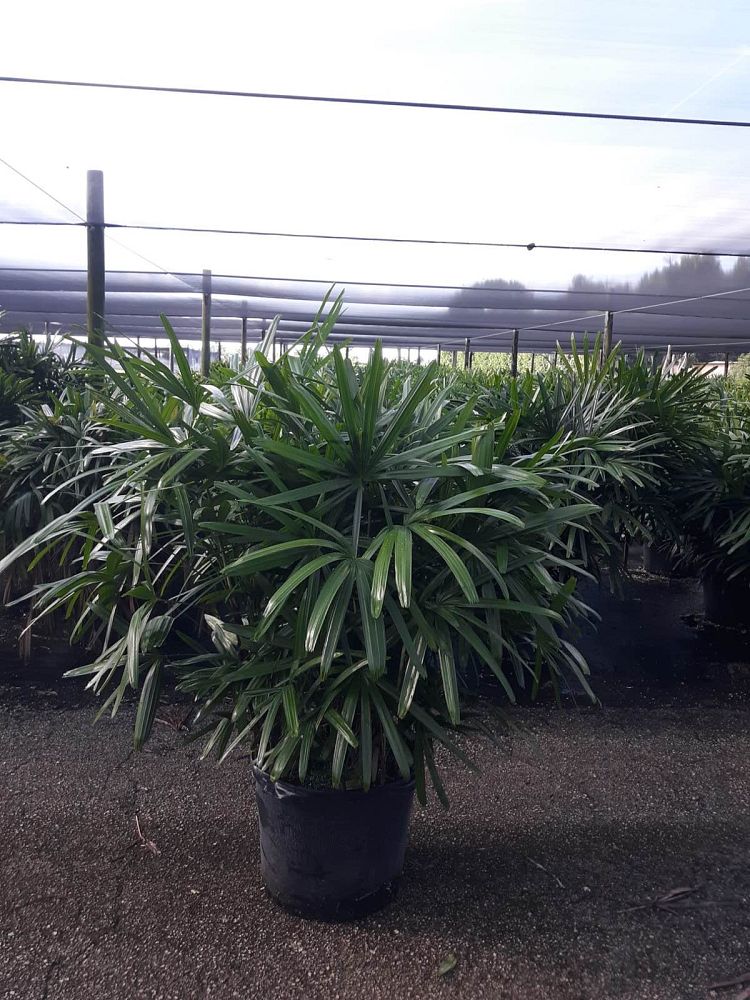 rhapis-excelsa-lady-palm
