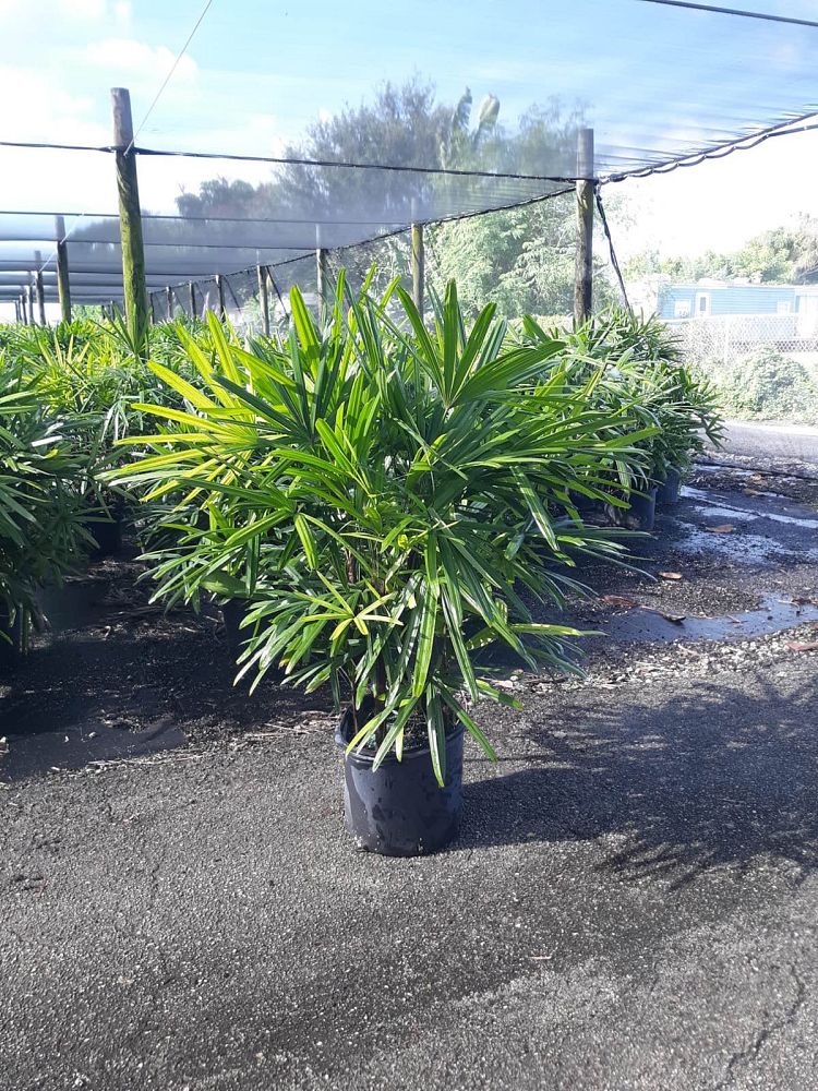 rhapis-excelsa-lady-palm