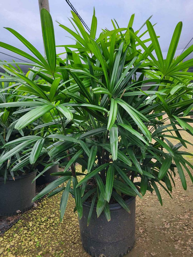 rhapis-excelsa-lady-palm