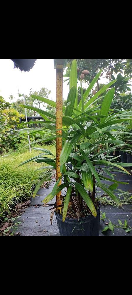 rhapis-excelsa-lady-palm