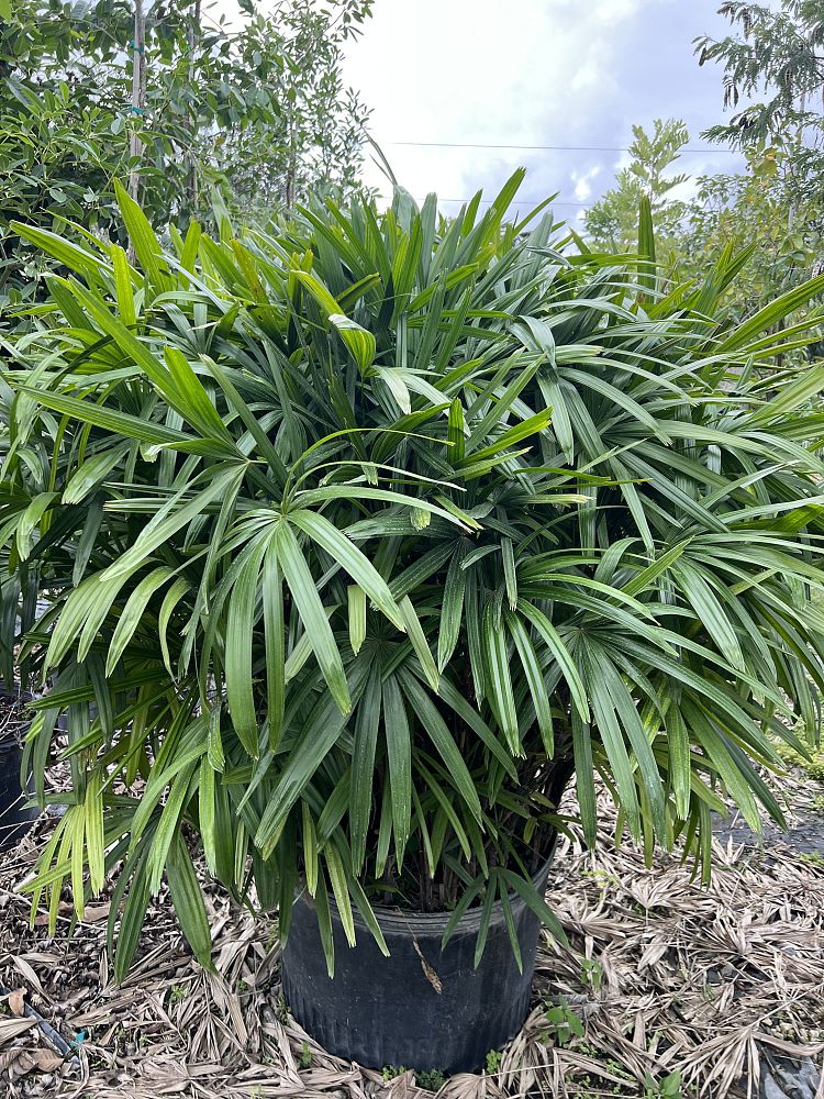 rhapis-excelsa-lady-palm