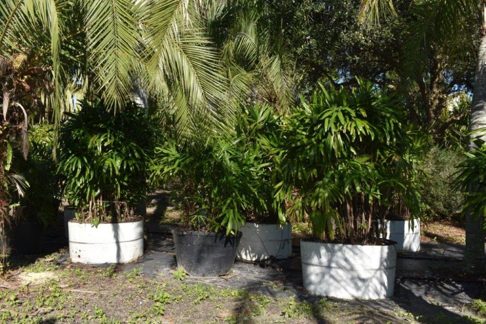 rhapis-excelsa-lady-palm